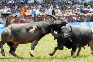 Lễ hội chọi Trâu Đồ Sơn 2016: Kết quả bất ngờ từ trận chung kết