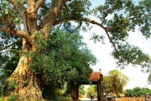 Định hướng phát triển quy hoạch kiến trúc nông thôn Việt Nam