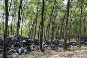 Bình Phước: Truy tìm phương tiện đổ trộm khoảng 20 tấn rác thải trong vườn cao su Bình Phước: Truy tìm phương tiện đổ trộm khoảng 20 tấn rác thải trong vườn cao su