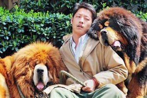 Kinh sợ Ngao Tạng: Thú hoang giết người, 'thần khuyển' triệu USD