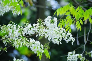 Mãn nhãn ngắm hoa sưa nở trắng trời Hà Nội