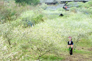 Thiếu nữ khoe sắc bên hoa mận nở trắng muốt nơi cổng trời