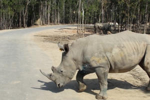 135 khỉ trốn thoát, 100 thú chết ở Vinpearl Safari Phú Quốc