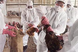 Bùng phát dịch cúm gia cầm H5N1 tại tỉnh Hồ Nam, Trung Quốc