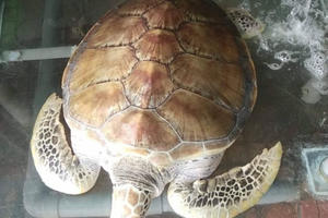 Mua được rùa biển quý hiếm nặng 30 kg, chủ nhà hàng chăm sóc để thả về biển