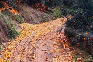 Hà Giang: Sau đợt mưa kéo dài, cam sành "rụng như sung"
