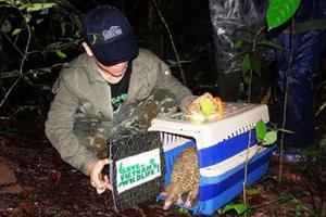 Thêm 20 cá thể tê tê Java được tái thả về tự nhiên