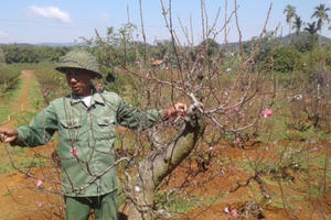 Đào Nhật Tân ở nhà vườn Lâm Hà - Hương vị ngày tết của những người con xa quê