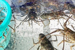 Hải sản "hạng sang" bán rẻ chưa từng thấy