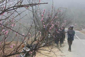Chợ hoa đào Sa Pa trong giá lạnh 10 độ C