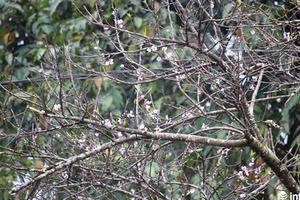 Đào đá: Thú chơi Tết độc đáo của người Việt