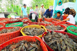 Xuất khẩu tôm tiếp tục giữ vai trò động lực tăng trưởng chính của toàn ngành thủy sản