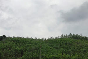 Kỳ 4: Sự sống hồi sinh trên đất mỏ sau nạn núp bóng dự án để… ăn cắp “vàng đen”