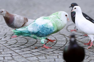 Nhuộm màu cho bồ câu ở nhà thờ Đức Bà: Người thích thú, người phản đối