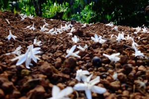 Hoa cà phê “trái mùa”: Vẫn đậm sắc, toả hương