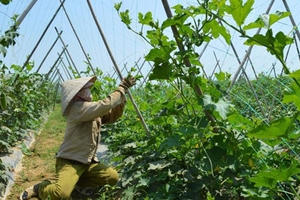 Chứng chỉ VietGap cũng được bán - mua