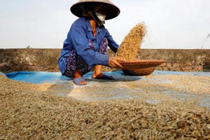 FAO cảnh báo COVID-19 có thể gây thiếu lương thực toàn cầu