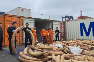 Bắt giữ khoảng 7 tấn ngà voi nhập lậu lớn nhất từ trước đến nay