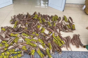 Cao Bằng: Tạm giữ lô hàng nghi là sừng động vật không rõ nguồn gốc