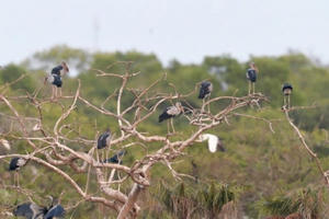 Thúc đẩy hành động vì đa dạng sinh học và hệ sinh thái