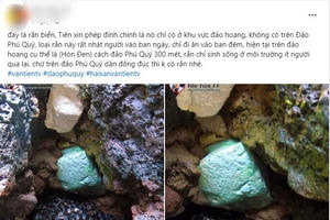 Thực hư chuyện ổ rắn “độc nhất thế giới” xuất hiện ở đảo Phú Quý