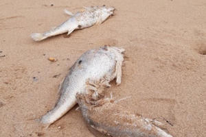 Cá chết hàng loạt dạt vào bãi biển ở Nghệ An