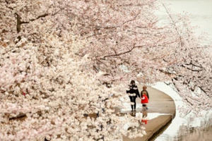 Sắc hoa anh đào đẹp hút hồn trên đất Mỹ