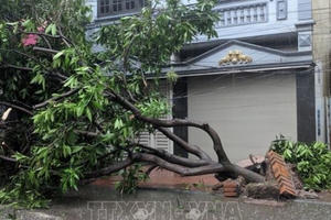 Hải Dương: Nhiều phố ngập sâu, cây đổ hàng loạt do mưa lớn