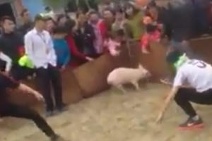 Bắc Ninh: Cười bể bụng với trò chơi "Bịt mắt bắt lợn" trong hội làng