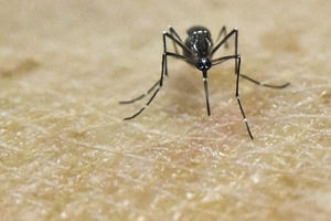 Cảnh báo muỗi gây bệnh teo não chính là loại muỗi truyền sốt xuất huyết Cảnh báo muỗi gây bệnh teo não chính là loại muỗi truyền sốt xuất huyết