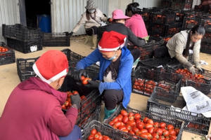 Sa Pa (Lào Cai): Hàng trăm tấn cà chua có nguy cơ đổ bỏ vì không thể vận chuyển đi tiêu thụ
