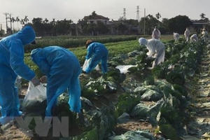 Chung tay 'giải cứu' nông sản trong đợt dịch COVID-19 ở Hải Dương