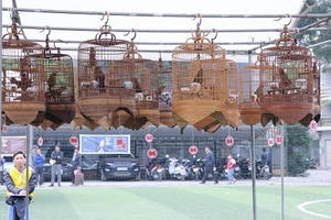 Chim quý gần 100 triệu về dự Hội thi chim làng