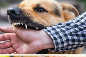 Cách phòng chống bệnh dại