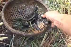 Nhặt 'mỏi tay' cá rô mắc cạn ở miền Tây