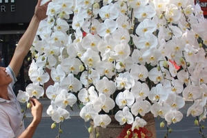 Lan "công chúa": Đi máy bay về Việt Nam, giá 1 triệu đồng/cành