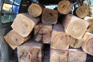 Bị phát hiện chở hàng chục lóng gỗ lậu, chủ hàng và lái xe 'bỏ của chạy lấy người'