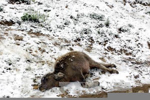 Rét đậm, rét hại khiến nhiều gia súc vùng núi bị chết hàng loạt