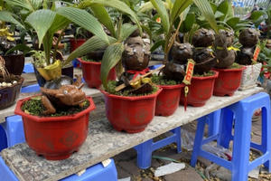 Kiểng trâu thu hút du khách