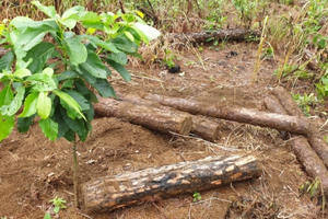 Lâm Đồng: Huy động người đào bới hàng trăm lóng gỗ thông bị chôn lấp dưới đất