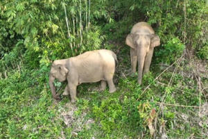 Video: Xuất hiện voi rừng trong nương rẫy người dân ở Nghệ An