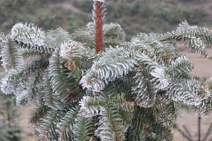 Hà Giang: Băng giá xuất hiện tại huyện biên giới Mèo Vạc