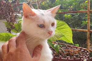 Người mắc Covid-19 không nên tiếp xúc với vật nuôi trong nhà Người mắc Covid-19 không nên tiếp xúc với vật nuôi trong nhà