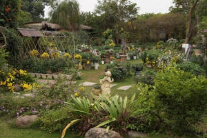 Mãn nhãn với vườn cúc cổ, đẹp mê hồn giữa lòng Hà Nội