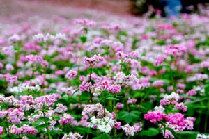 Chủ vườn hoa tam giác mạch khốn đốn vì khách du lịch ý thức kém