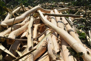 Quảng Bình: Bắt nhóm đối tượng chặt trộm 40 tấn keo