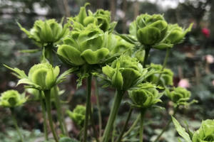 Tết này, giới chơi cây lại "sốt xình xịch" với loại hoa hồng có màu xanh như lá