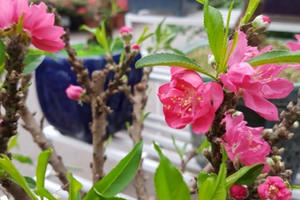 Ngắm "đào tiến vua" hút khách mua cây chơi Tết