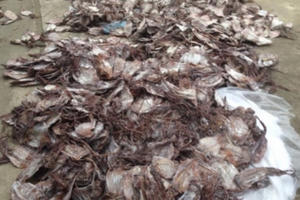 Tóm gọn hơn 20 tấn mực hôi thối đang tuồn vào Hà Nội