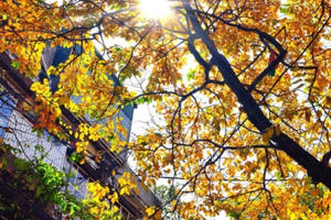 Vẻ đẹp tiết trời mùa Thu Hà Nội trên những con đường